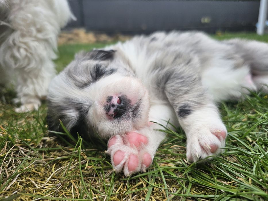 Valentino FCI Zkwp Border Collie