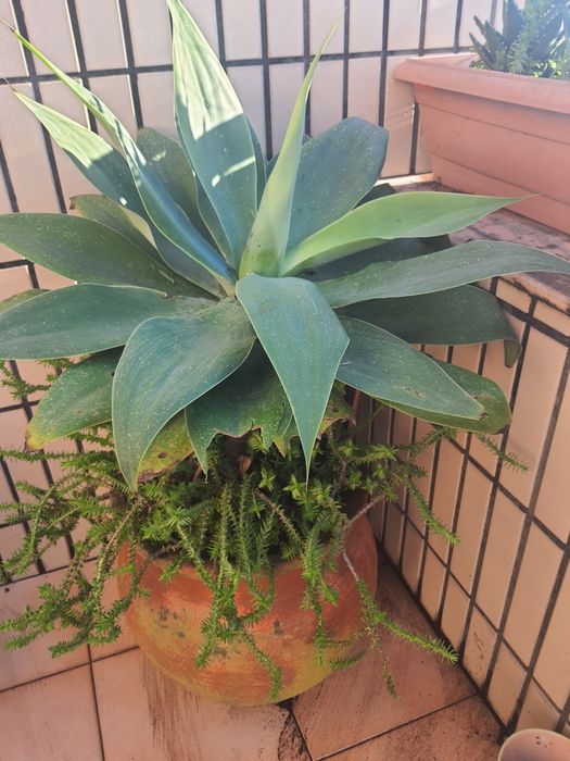 Plantas em vasos de barro e floreiras