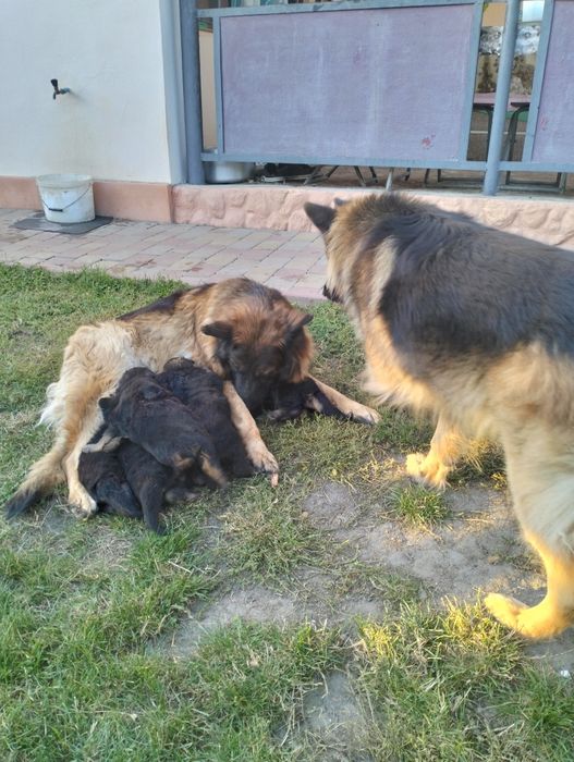 Продам  цуценят німецької вівчарки
