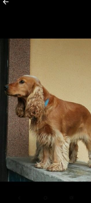 Англійський(gold)кокер  спаніель
