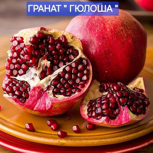 Саженцы граната 3-летние, плодоносящий сорт