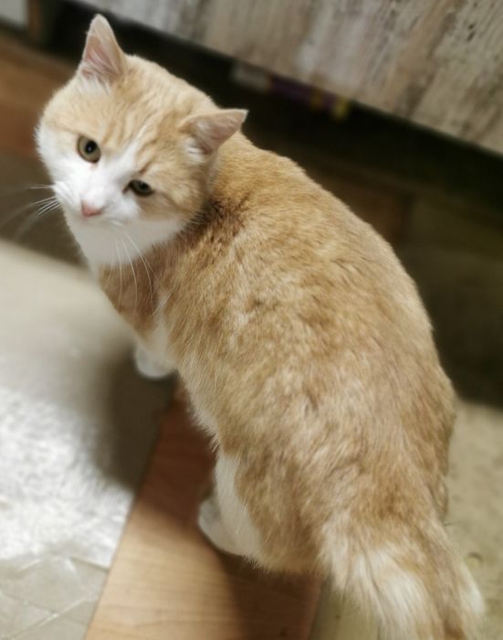 Котики   1,5 роки