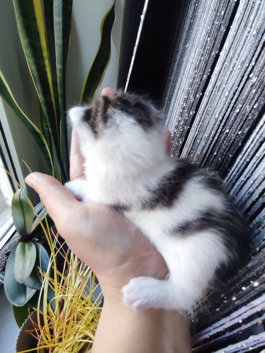 Кошенятко дівчинка.
