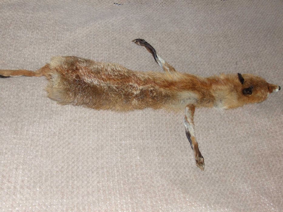 skórka z lisa z PRL