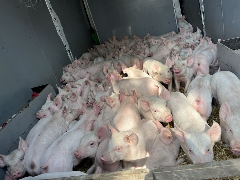 Поросята мясники