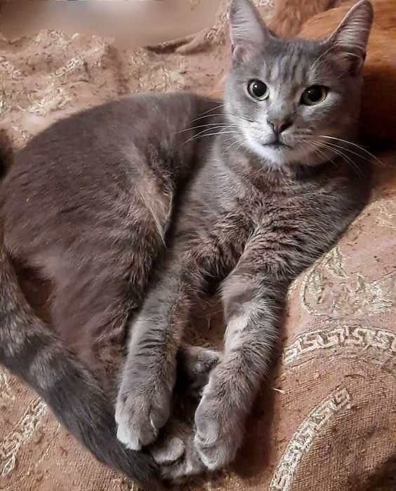 Котята, коты и кошки бесплатно
