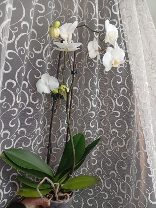 Продам Орхідеї домашні