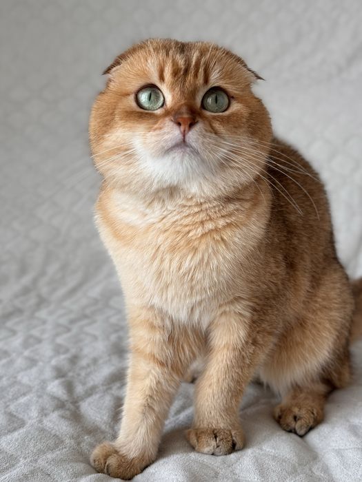 Таткова донечка. Золота красунечка