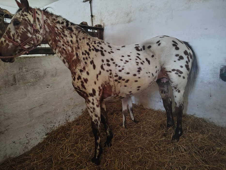 Klacz małopolska tarantowata tarant