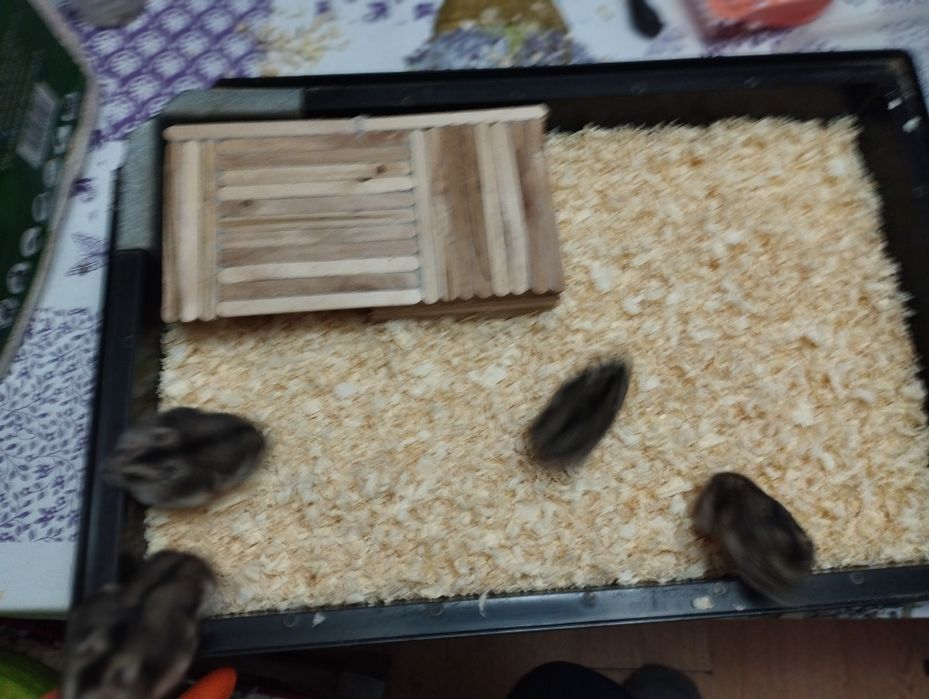 Oddam Chomiki dżungarskie-gryzonie