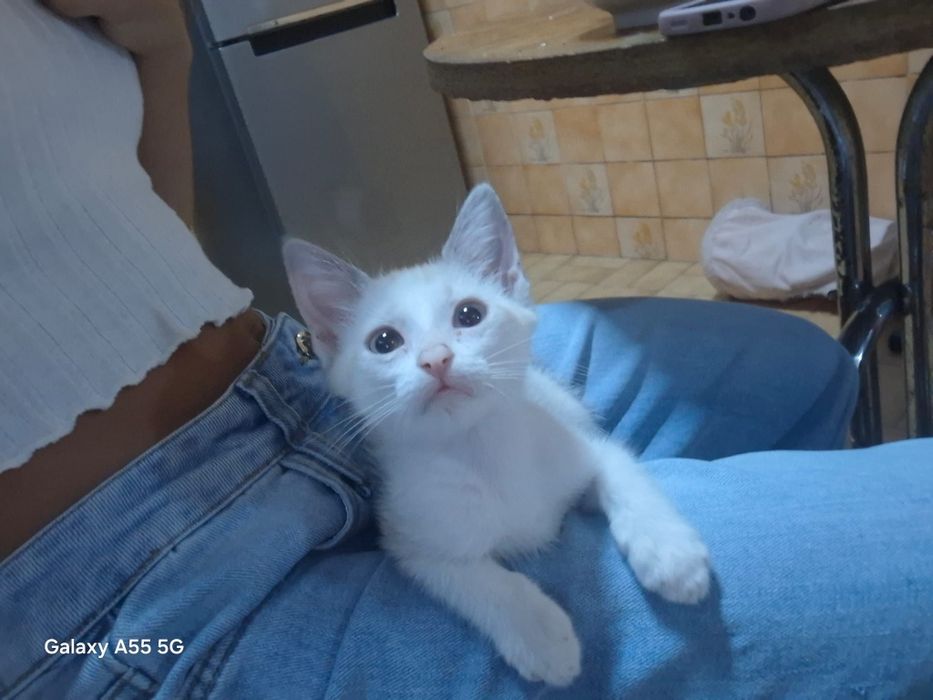 Gatinhos bebes para adopção responsável