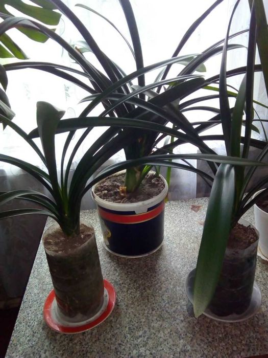 Клівія кіноварна(Clivia miniata)від 100-300 гр.
