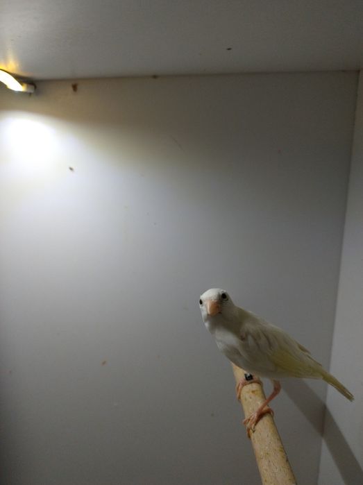 Kanarki śpiewające rosyjskie