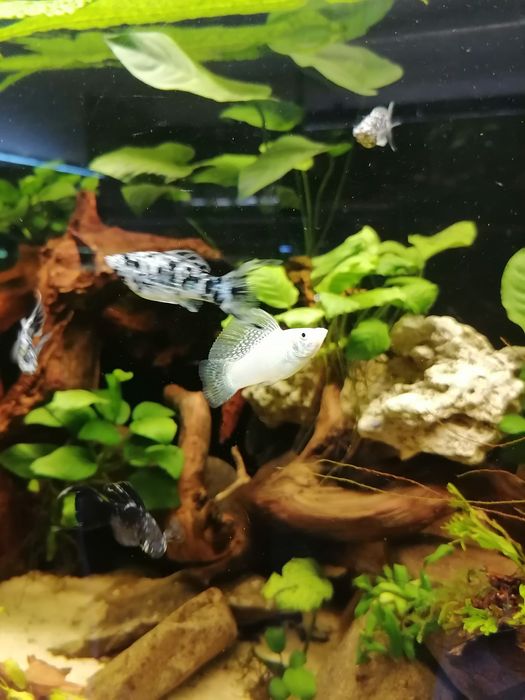 Molinezja nakrapiana Dalmatyńczyk.