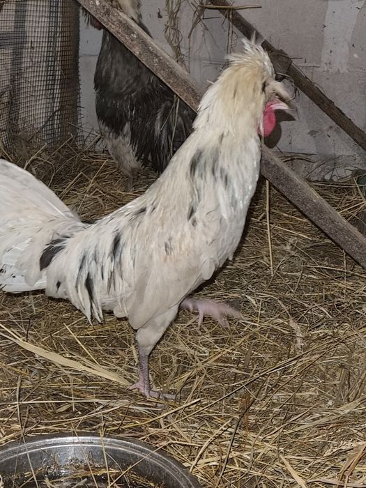 Białoczuby holenderskie