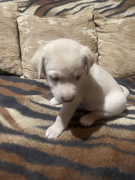 Дуже гарне цуценя