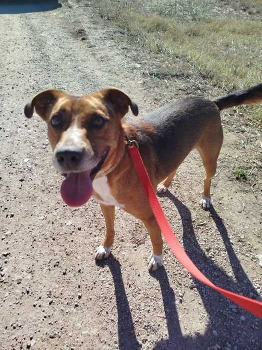 Dobbie - cão médio para adoção