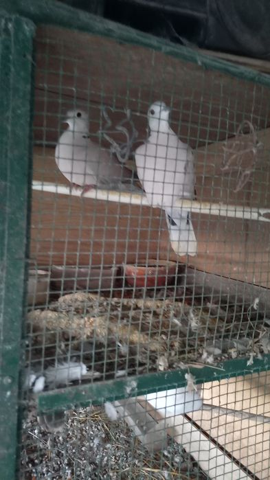 Rolas mansas para venda