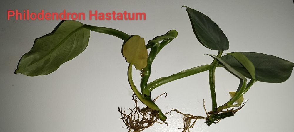 Epipremnum / philodendron