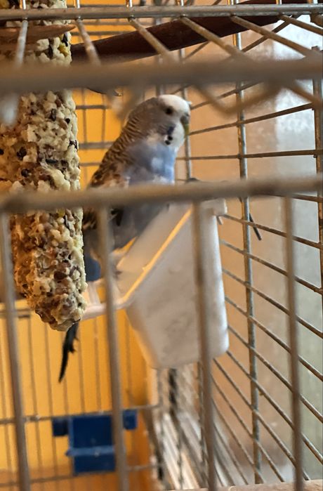 Papuga Falista z klatką