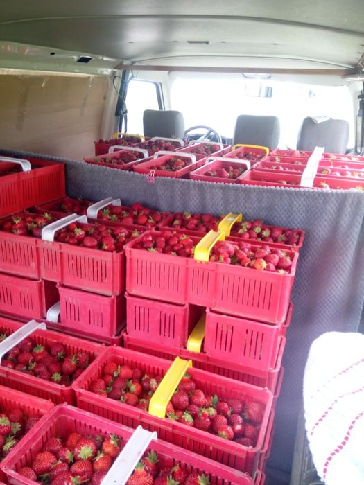 Szkółka sadzonki truskawek