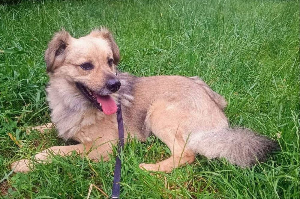 Parys piesek do pokochania