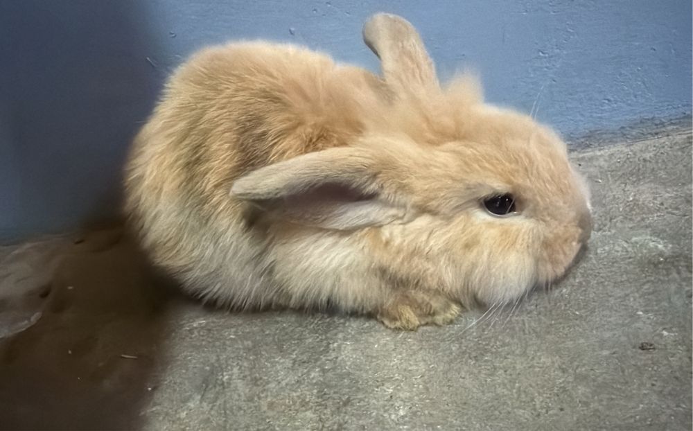 Coelhos Anões Mini Lop