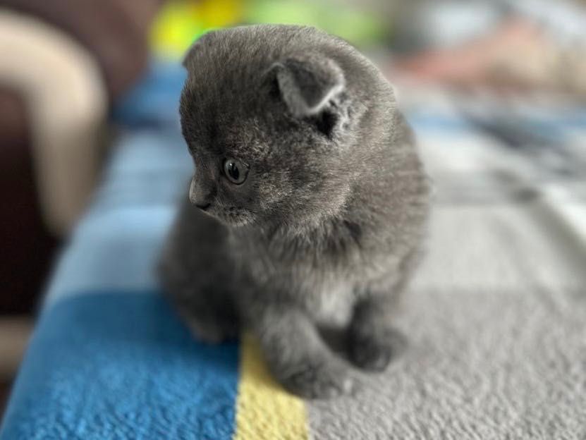 Кошенята породи Scottish fold  (шотландці висловухі)