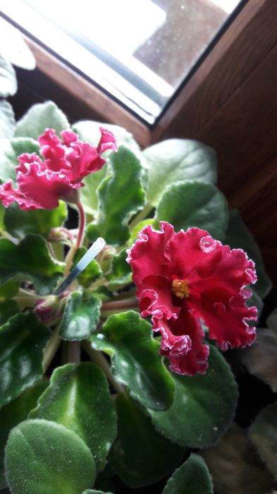 Продам детки фиалки сорта Лето красное.Цена 20гр.