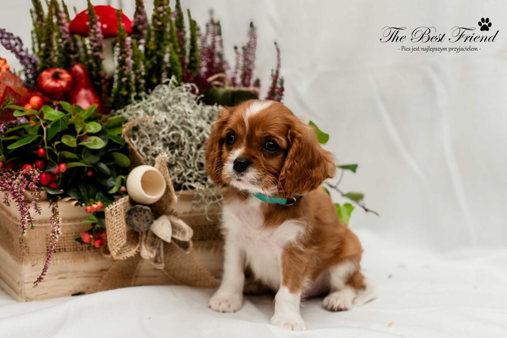 Cavalier King Charles Spaniel FCI ZKwP rodowód, szczeniak, piesek
