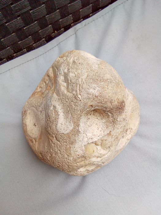 Pedra calcário com fósseis de conchas, amonites e esponjas.