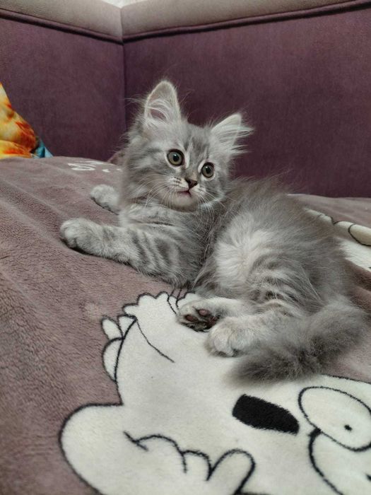 Віддам в добрі руки кошеня