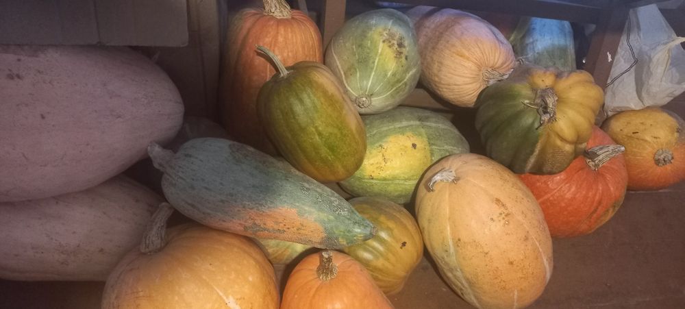 Продам домашние гарбуз/тыква
