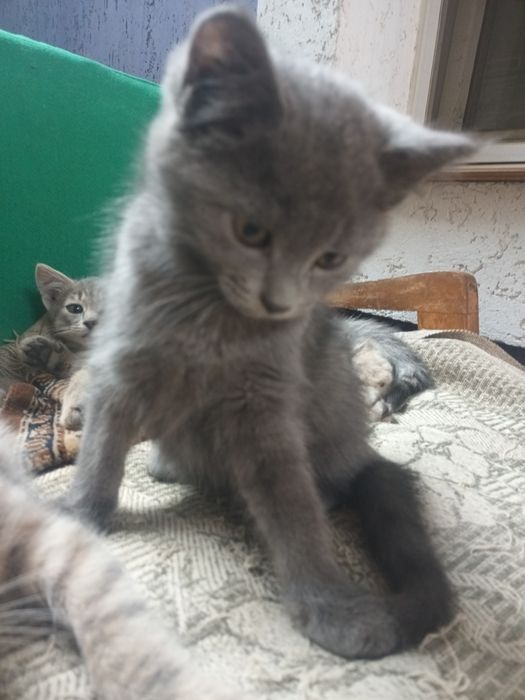 Віддам в добрі руки кошенят.