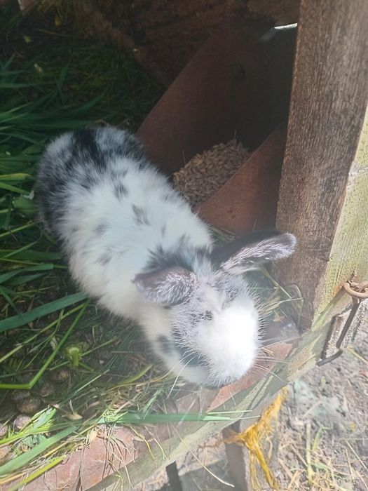 Продам кролі молодняк