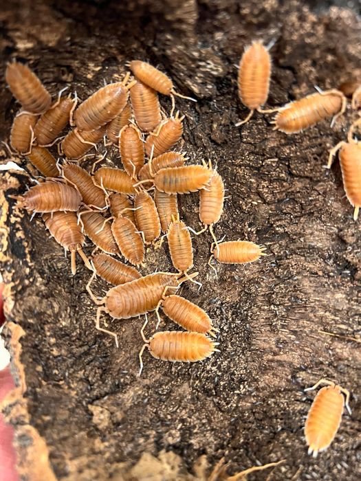 Isopody Porcellio magnificus 10 sztuk, równonogi, isopod