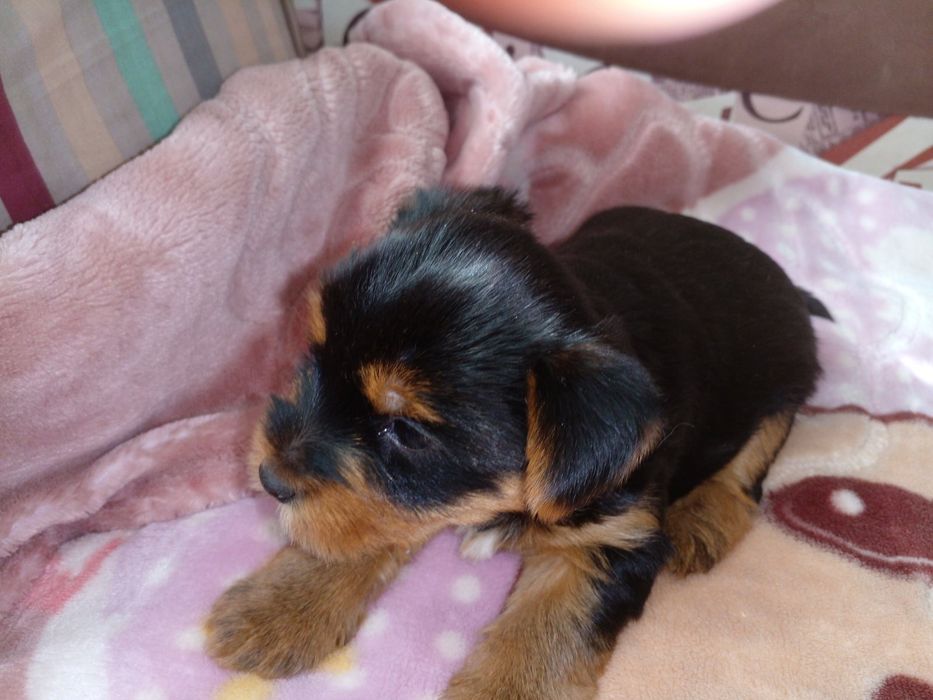 Гарні цуценята чекають дбайливих господарів