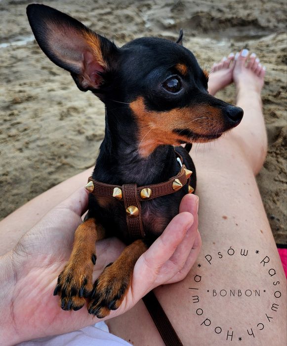 Praski Ratler * Prazsky Krysarik * Ratlerek (nie pinczer miniaturowy)