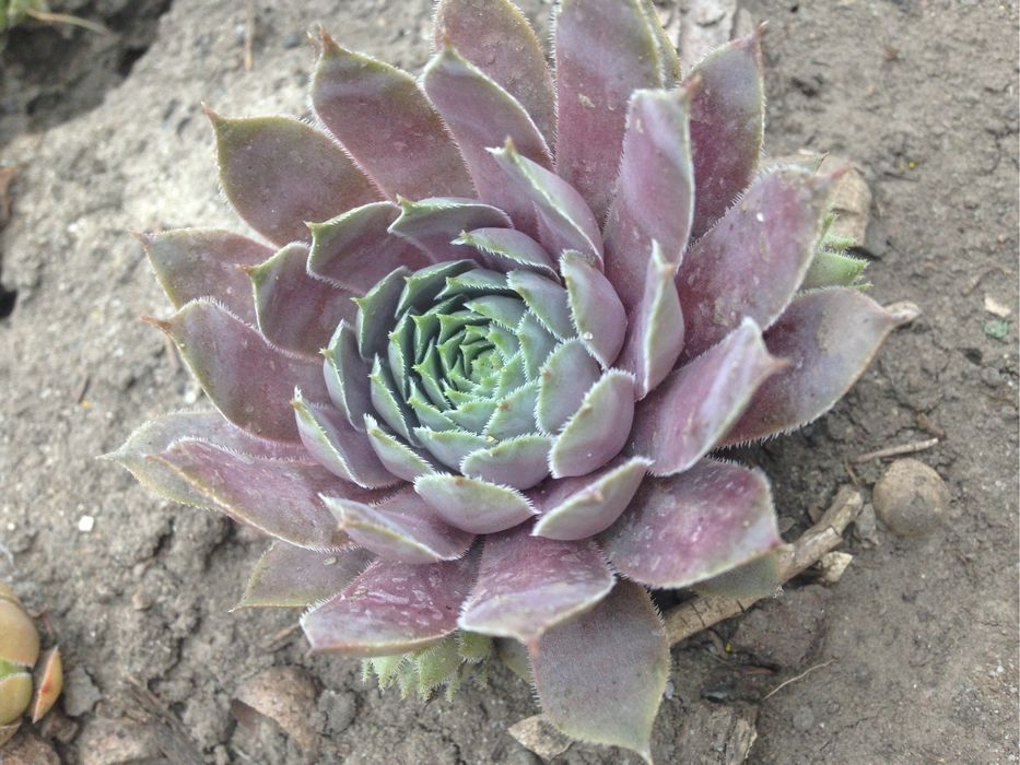 Каменные розы, молодило, кам‘яна роза