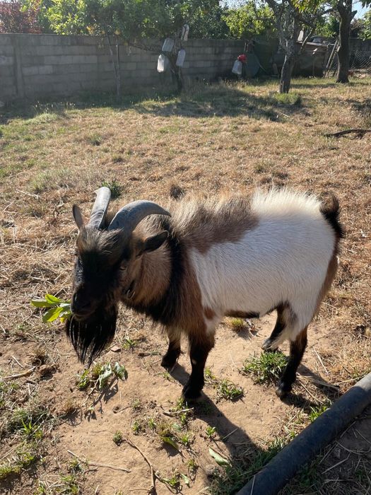 Vendo chibo anão com 3 anos