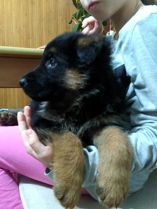 Продаєм щенят німецької вівчарки