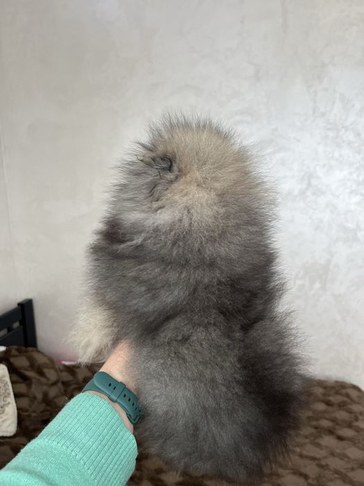 Хлопчик соболь померанський шпіц