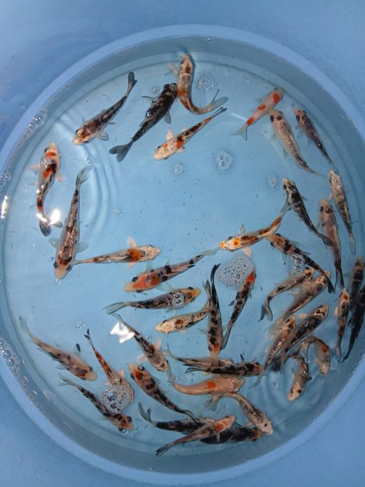 Carpas koi tricolor