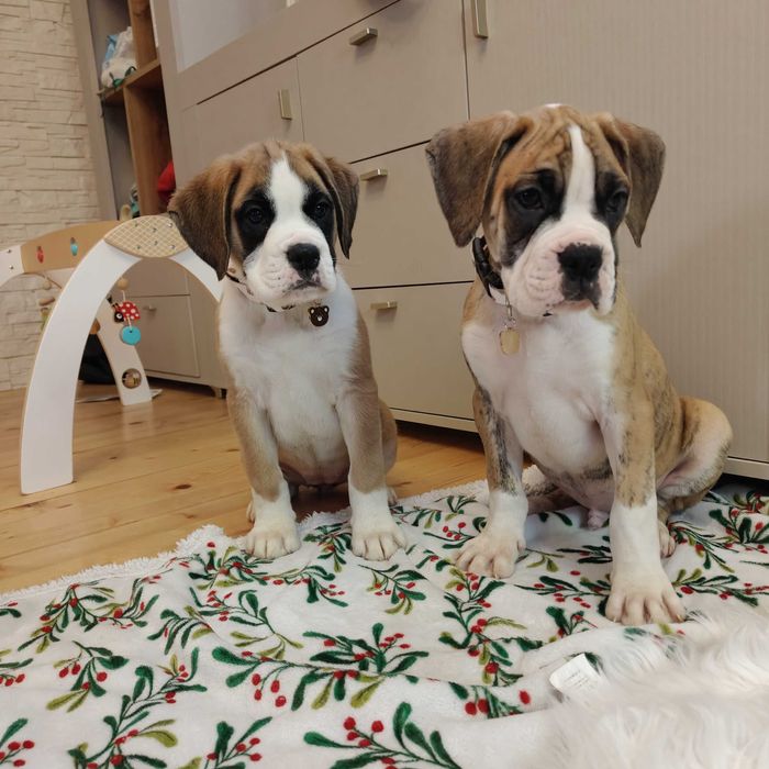 Bokser gotowe do odbioru