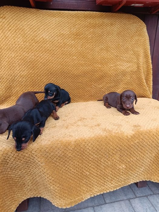 Jamnik krótkowłosy