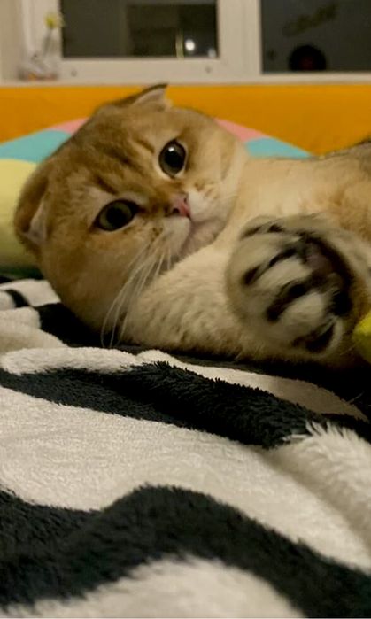 Вязка з золотим шотландським котом