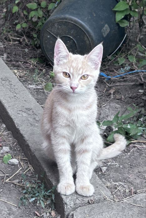 Котенок ищет семью