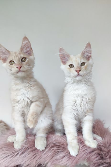 Maine Coon kocur fpl - odbiór po 15.05