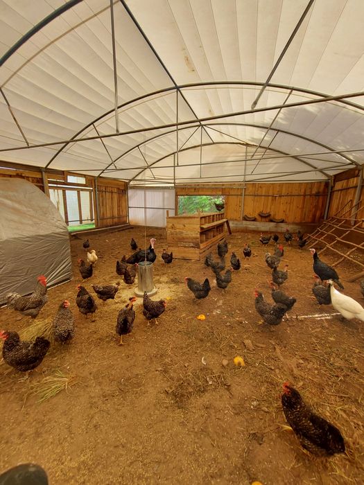 Galinhas pedres portuguesas