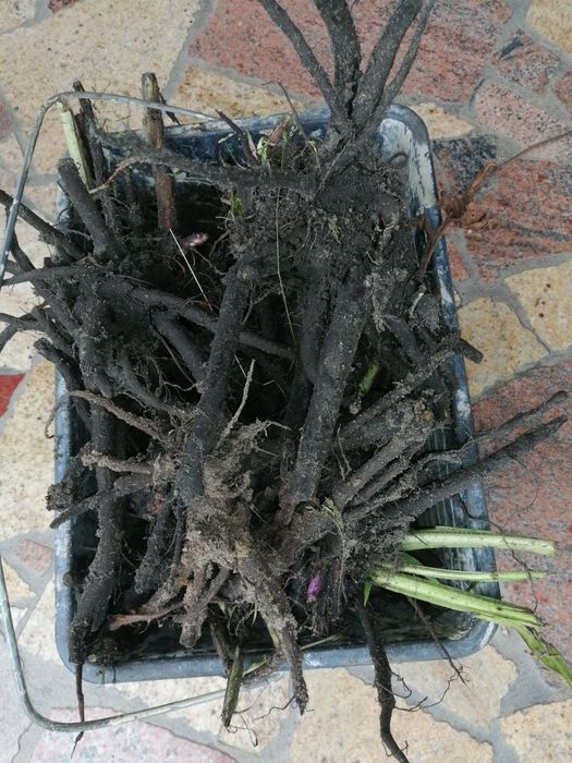 Maść żywokost 40 ml